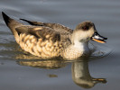 Patagonian Crested Duck (WWT Slimbridge March 2011) - pic by Nigel Key